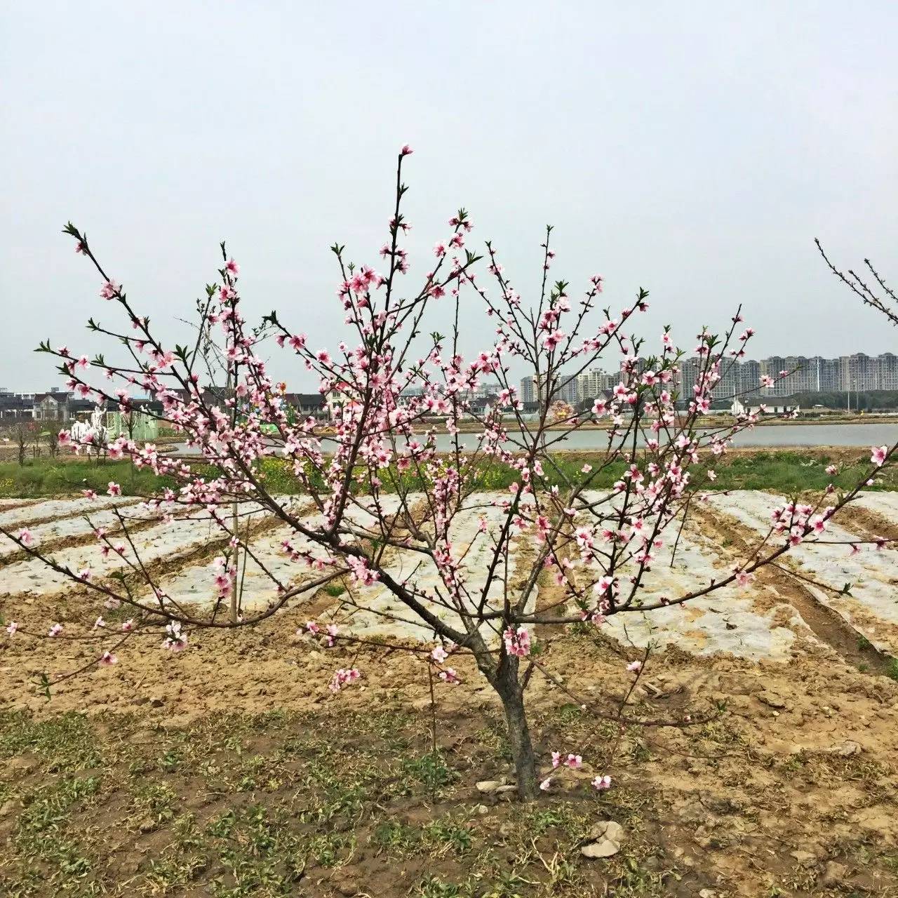 古镇之外的新场,或许更有新意