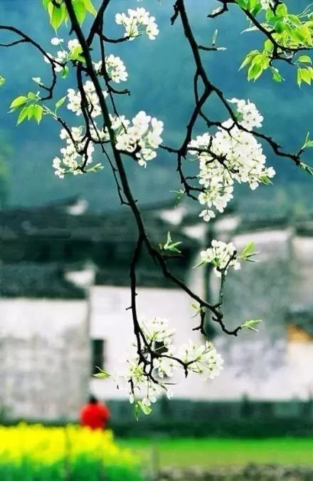 最美江南风景：人间最忆江南春