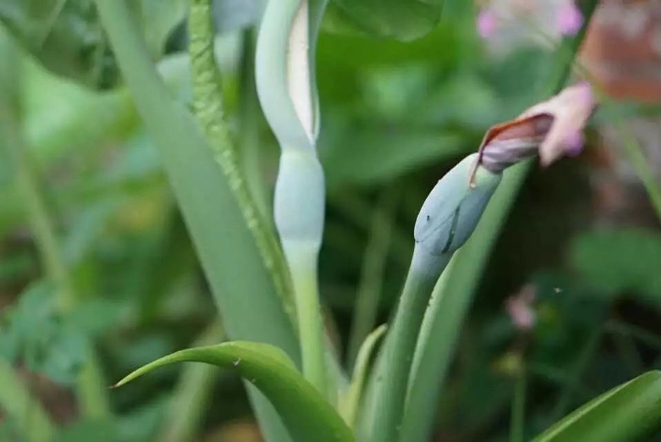 广州·菁木山舍，有个木屋开满鲜花看花开花落