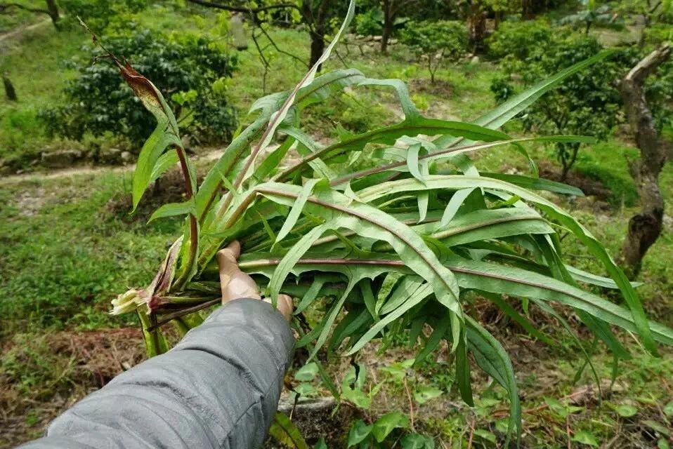 广州·菁木山舍，有个木屋开满鲜花看花开花落
