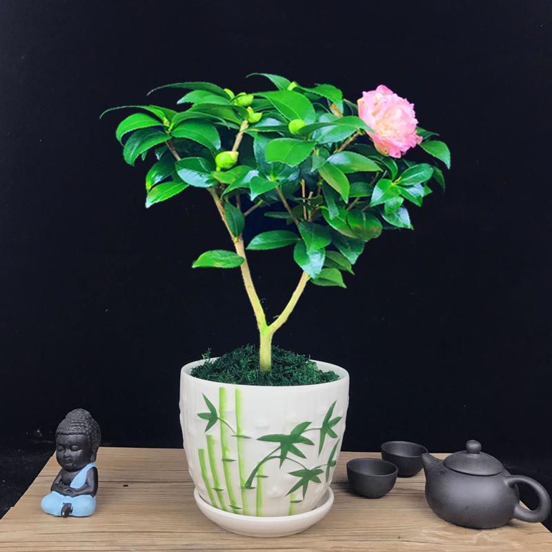 山茶花盆景，缤纷艳丽山茶花盆景图片